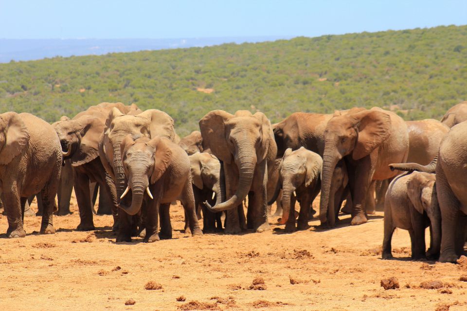 Addo Elephant National Park All Inclusive Full-Day Safari - Just The Basics
