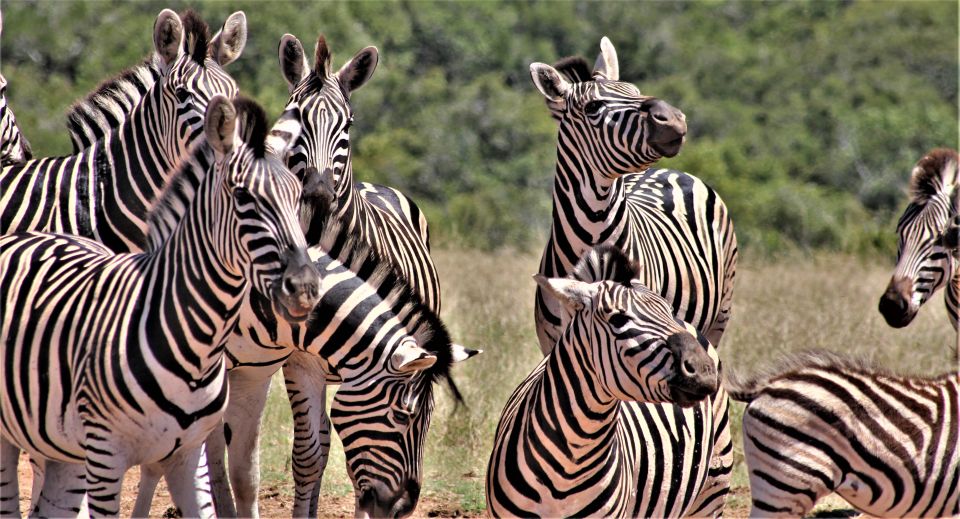 Addo Elephant National Park: Full-Day Safari Tour With Lunch - Just The Basics