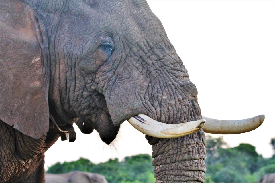 Addo Elephant National Park: Guided Half-Day Safari - Key Points