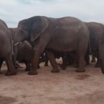 addo elephant parksafari tour meet big 5 to be satisfied Addo Elephant Park:Safari Tour Meet Big 5 to Be Satisfied