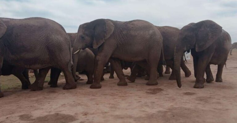 Addo Elephant Park:Safari Tour Meet Big 5 to Be Satisfied