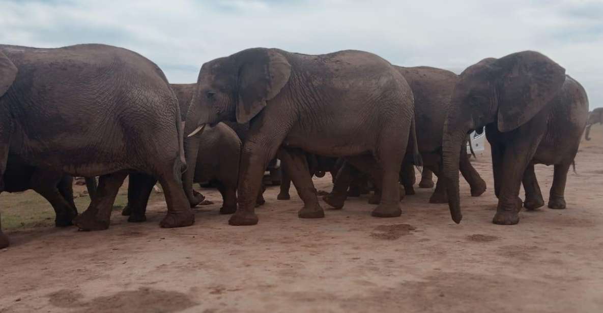 addo elephant parksafari tour meet big 5 to be satisfied Addo Elephant Park:Safari Tour Meet Big 5 to Be Satisfied