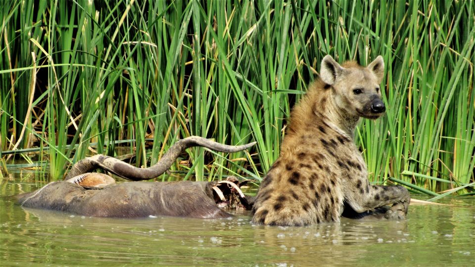 Addo National Park: Full-Day Safari Tour - Just The Basics