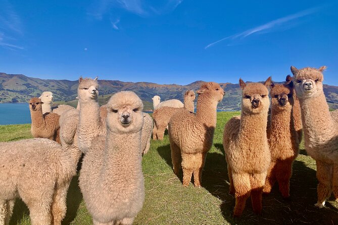 Admission Ticket to an Alpaca Farm, Akaroa (Mar ) - Key Points