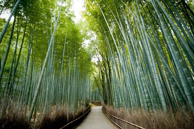 Afternoon Arashiyama Bamboo Forest & Monkey Park Bike Tour - Key Points