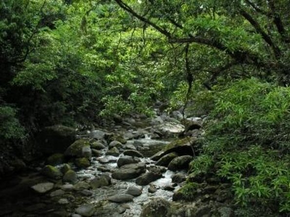 Afternoon Tour Mossman Gorge & Daintree River From Port Douglas - Just The Basics