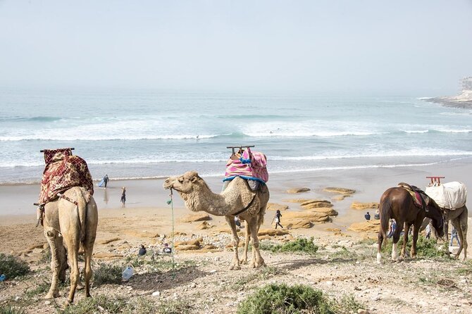 Agadir Surf Camp Full Week Package: Beginners to Advanced (Mar ) - Key Points