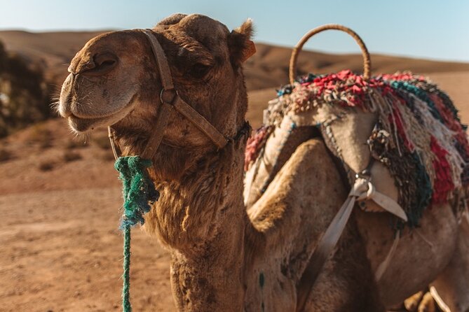 Agafay Desert - Quad Camel and Dinner Show - Overview of Agafay Desert Experience