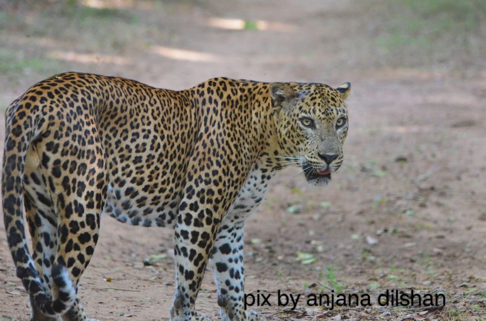 AGN Yala Safari - Leopard Tours - Key Points