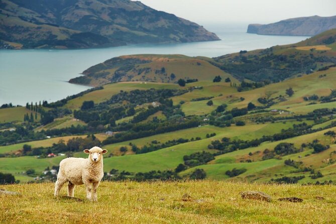 Akaroa Shore Excursion: Banks Peninsula, Christchurch City and Giants House Tour - Key Points