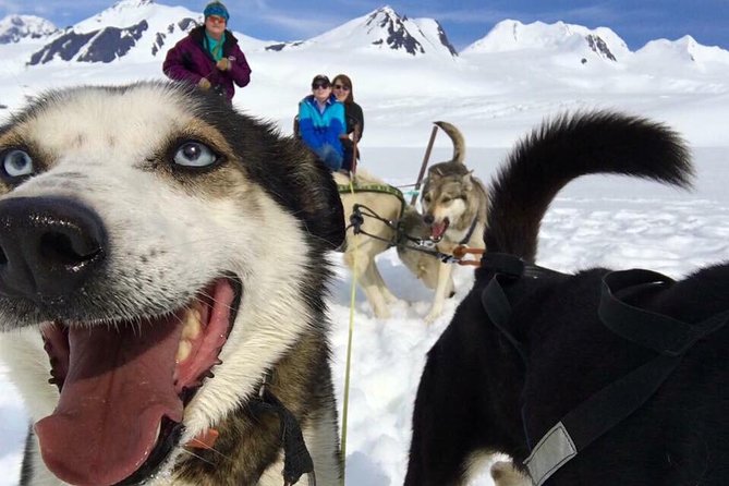 Alaska Helicopter and Glacier Dogsled Tour - ANCHORAGE AREA - Just The Basics