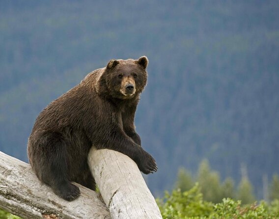 Alaska Wildlife Tour - Key Points