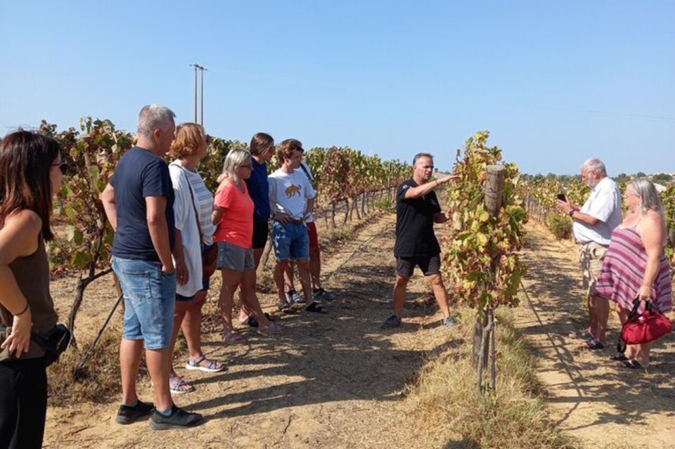 Albufeira: Winery Tour With Wine Tasting and Tapas - Key Points