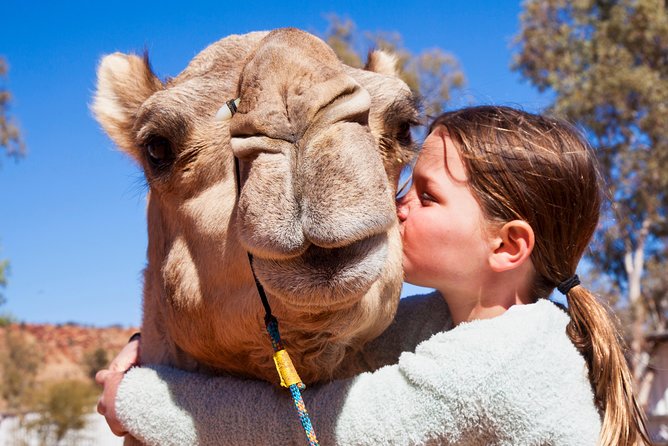 Alice Springs Camel Tour - Just The Basics