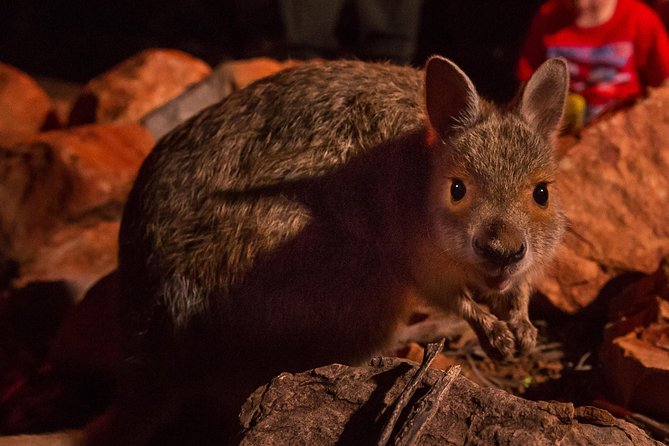 Alice Springs Desert Park Nocturnal Tour - Key Points