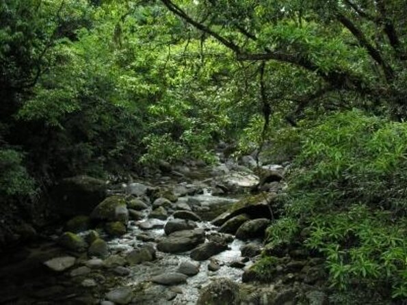 All-Day Tour of Daintree Rainforest With Aboriginal Guide (Mar ) - Just The Basics