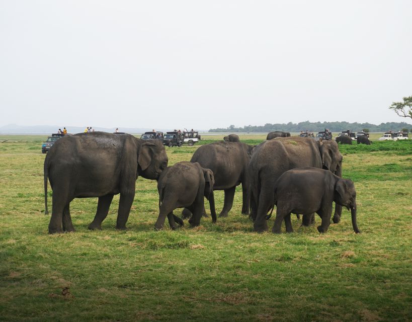 All-Inclusive Habarana Hurulu Eco Park Privet Halfday Safari - Key Points