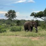 all inclusive kruger 2 days safari from johannesburg All Inclusive Kruger 2 Days Safari From Johannesburg