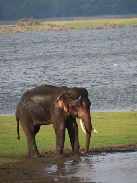 All Inclusive Minneriya/Kaudulla/Hurulu National Park Safari - Key Points