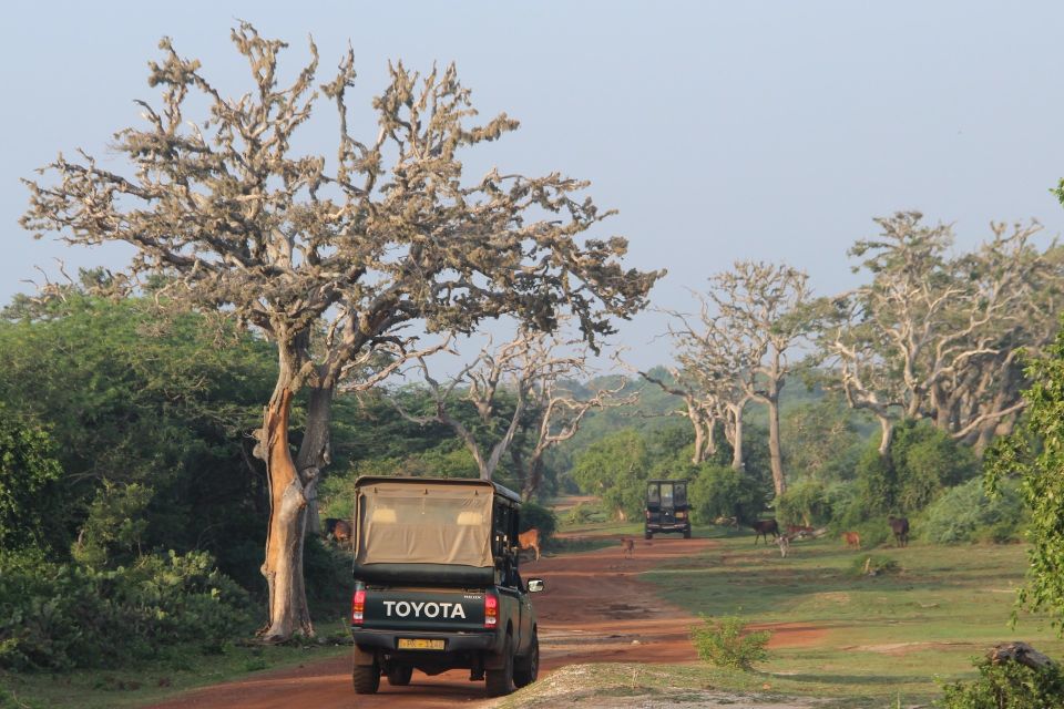 All-Inclusive Morning Game Drive at Bundala National Park - Key Points