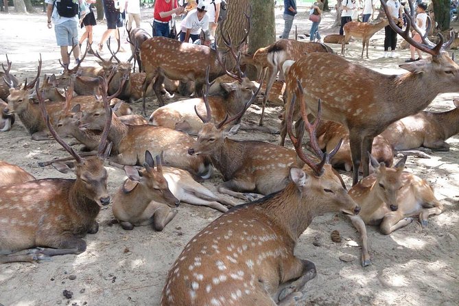 All Must-Sees in 3 Hours - Nara Park Classic Tour! From JR Nara! - Just The Basics