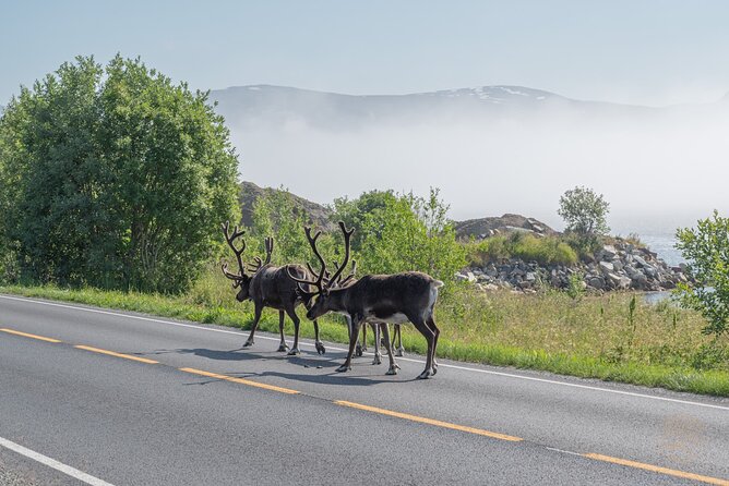 Arctic Roadtrip: Fjords With Scenic Picnic Sightseeing - Key Points