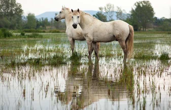 Arles and Camargue Small-Group Half-Day Tour From Avignon - Just The Basics