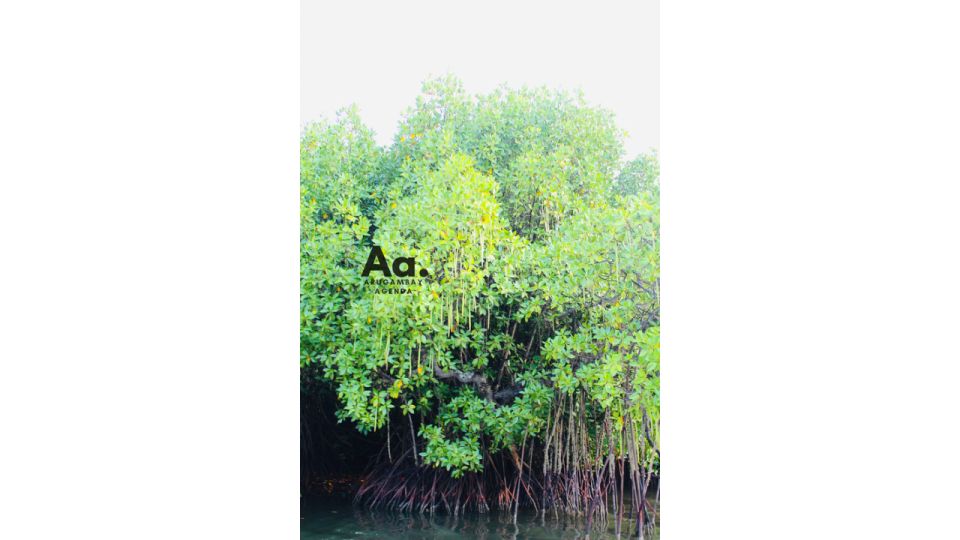 Arugambay: Mangrove Watching in Pottuvil Lagoon - Key Points