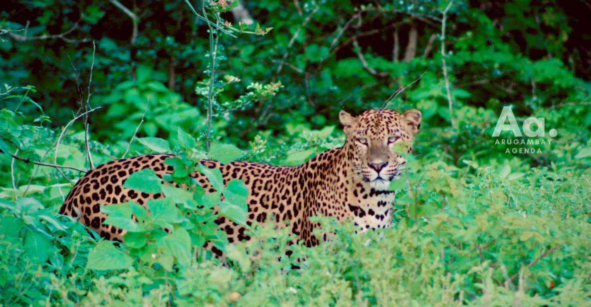 Arugambay to Yala: Wild Safari Drop-off Flexibility - Key Points