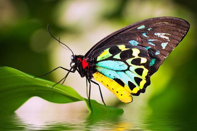 Australian Butterfly Sanctuary - Key Points