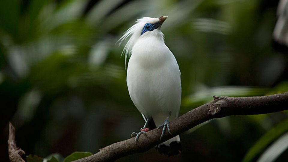 Bali: Full-Day Bird Watching Experience - Key Points