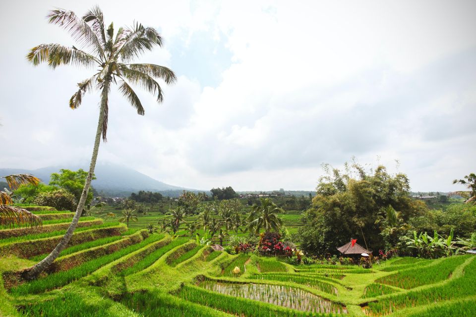 Bali: Water Temple, Waterfalls and Unesco Rice Terraces Tour - Key Points