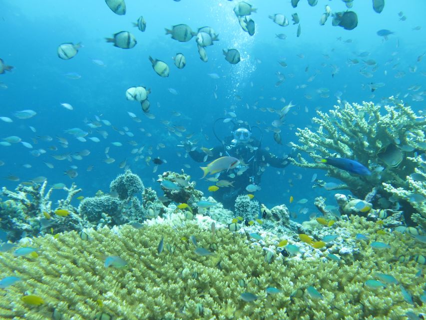 Basic Fun Dive At Menjangan Island - Key Points