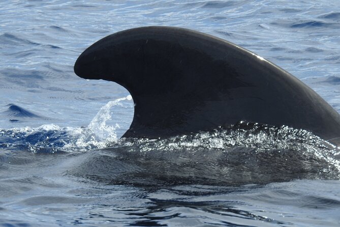 Be Whale Wise - Silent Whale & Dolphin Watching in a Small Group - Just The Basics