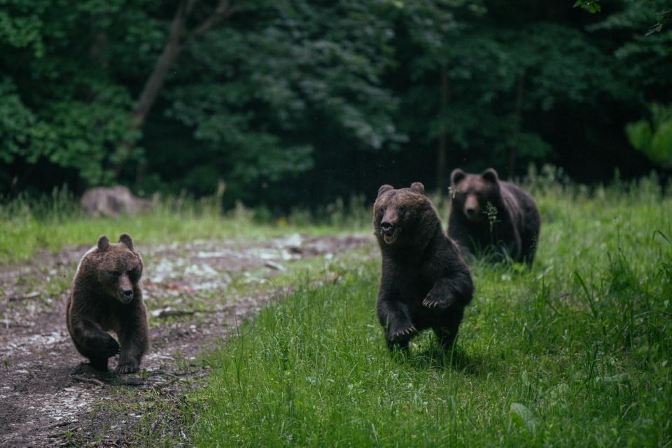 Bear Watching in the Wild Brasov - Key Points