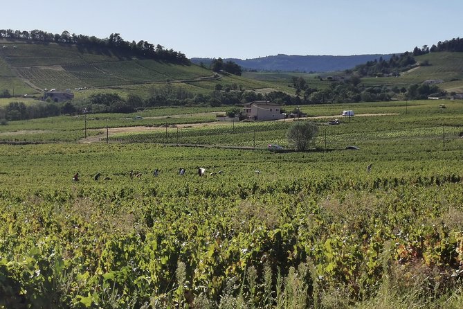 Beaujolais Wine Tasting Small-Group Half-Day Tour From Lyon - Key Points