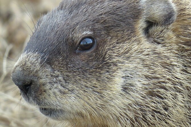 Beaver Safari on Stand up Paddleboard in Hokksund - Booking Confirmation Details