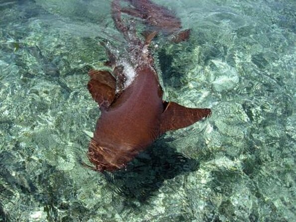 Belize Hol Chan Marine Reserve & Shark Ray Alley Snorkel Tour - Ambergris Caye - Key Points