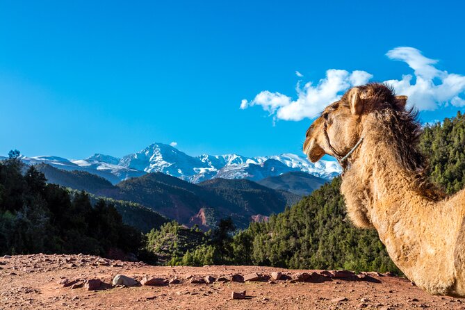 Berber Trails 4WD Tour From Marrakech With Lunch at Tahanaout (Apr ) - Tour Highlights