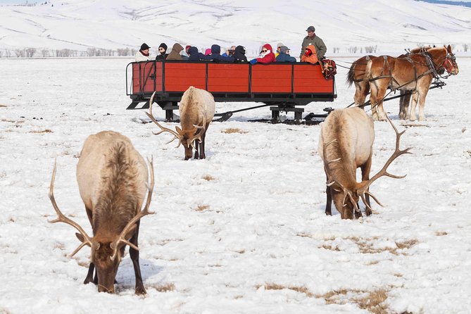 Best of Jackson Hole Wildlife Safari Tour - Key Points