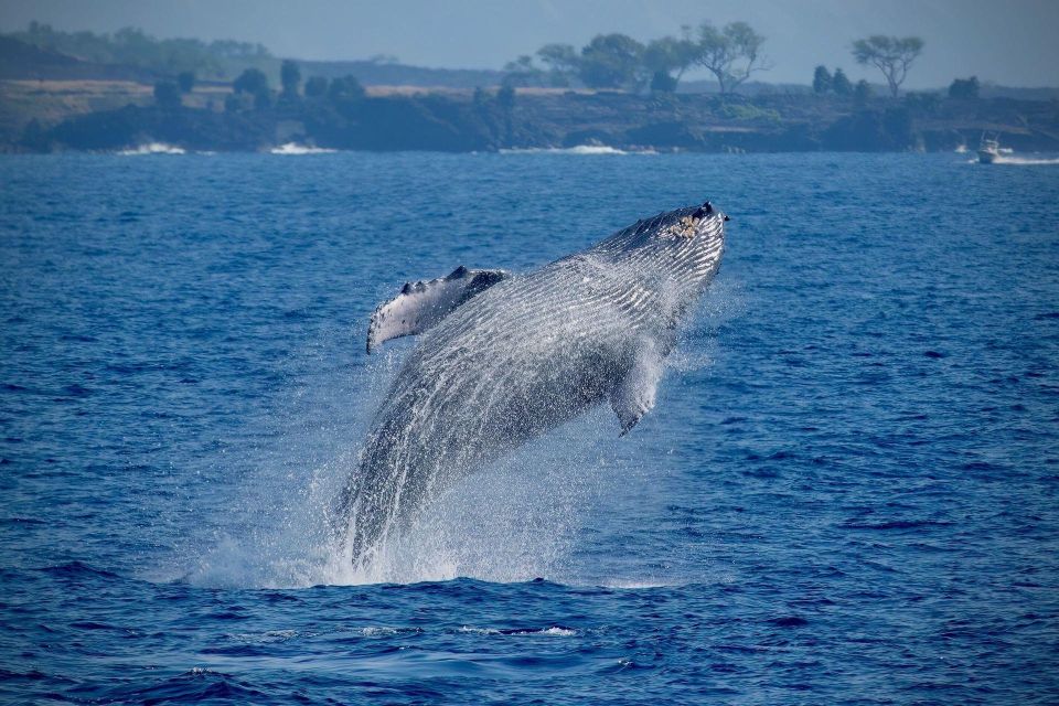 Big Island: Kona Super Raft Whale Watch - Key Points