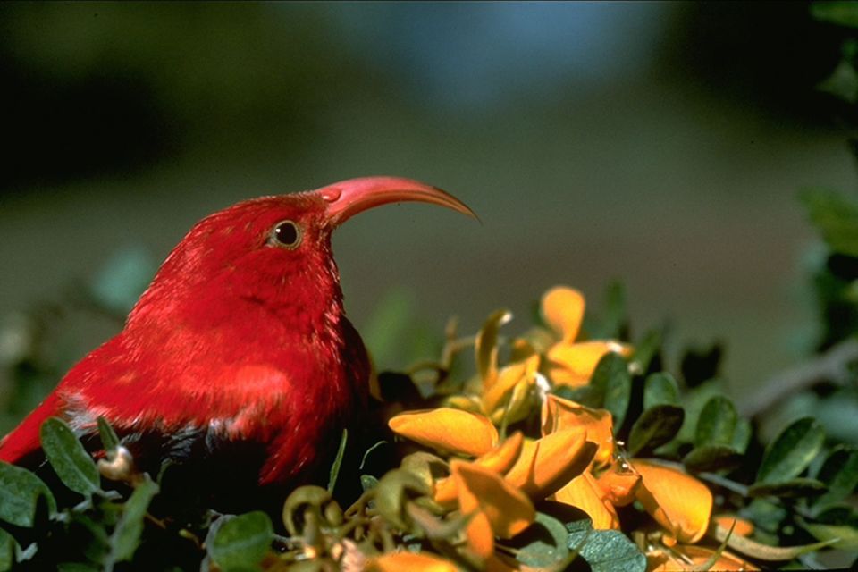 Big Island: Native Bird Watching & Hiking Tour - Key Points