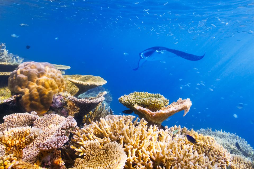 Big Island: Snorkel With Manta Rays - Manta Guarantee - Key Points