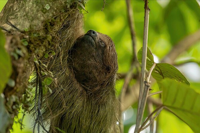 Bijagua De Upala 1-Hour Sloth-Spotting Rainforest Walking Tour (Mar ) - Key Points