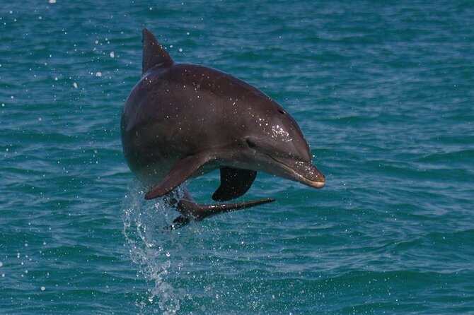 Biologist-Guided Adventure: Dolphin Watching and Key West Reefs - Just The Basics