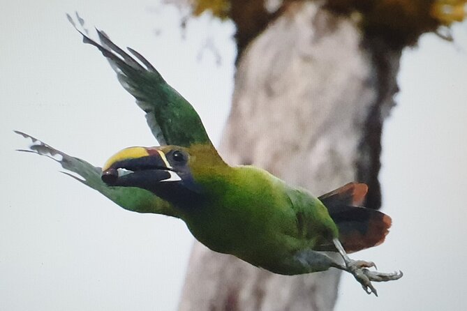 Bird Watching Tour in Monteverde - Key Points