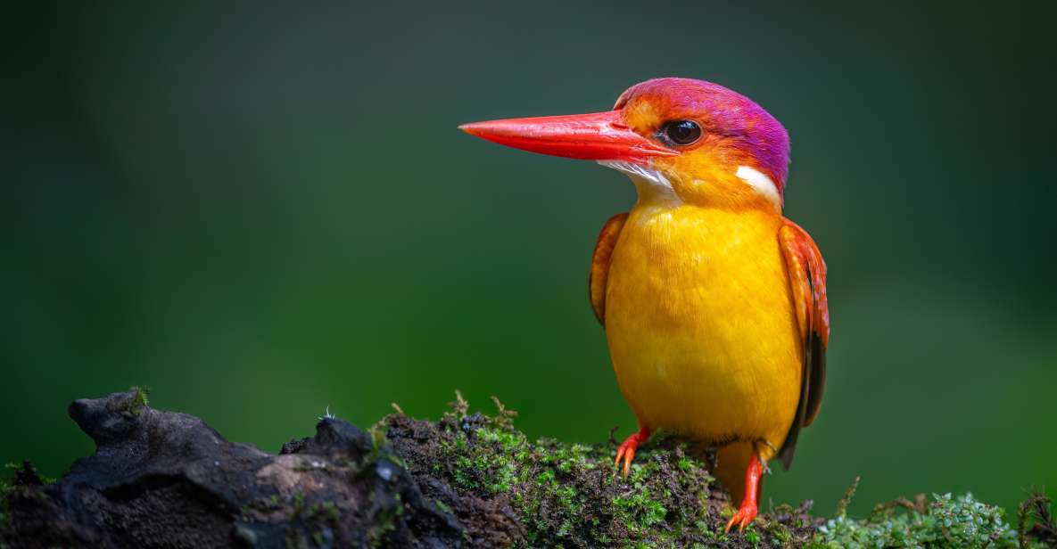 Birdwatching Around Yogyakarta - Key Points