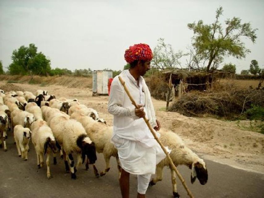 Bishnoi Village Safari Private Half Day Tour - Key Points