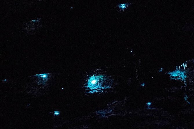 Blue Mountains Hiking Glow Worms Cave Wildlife Spotlighting Night Adventure - Just The Basics