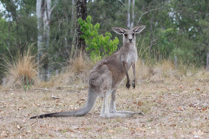 Blue Mountains Number 1 Day Tour Includes the Three Sisters - Just The Basics